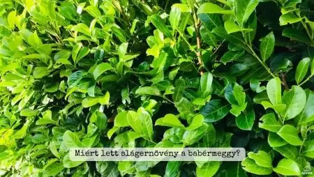 Miért lett slágernövény a babérmeggy?