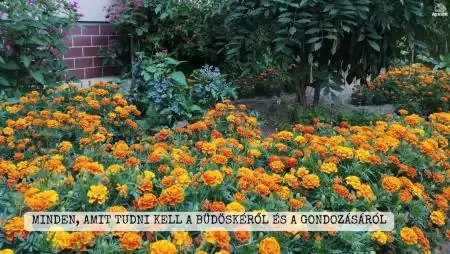 Minden, amit tudni kell a büdöskéről és a gondozásáról