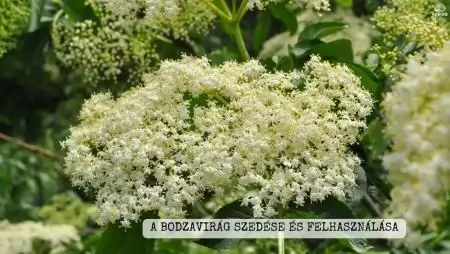 A bodzavirág szedése és felhasználása