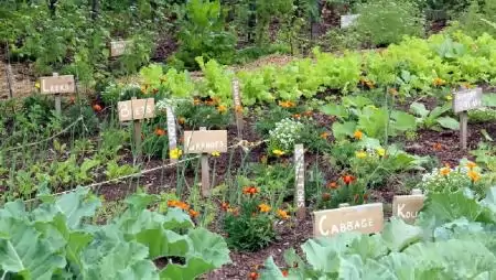 A sikeres növénytársítás receptje