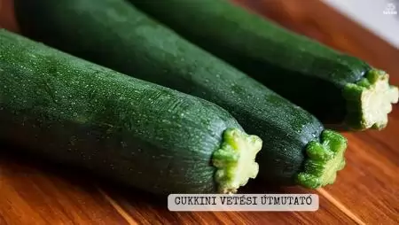 Cukkini vetési útmutató