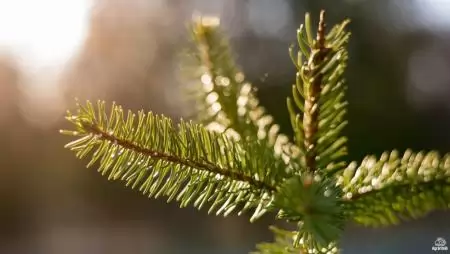 Mi legyen a vágott és a földlabdás fenyő sorsa az ünnepek után?
