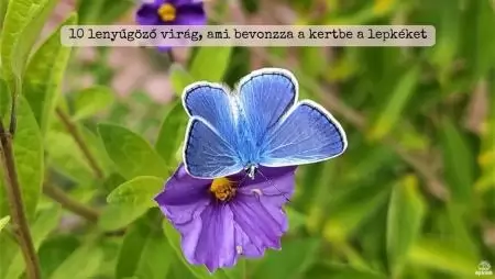 10 lenyűgöző virág, ami bevonzza a kertbe a lepkéket