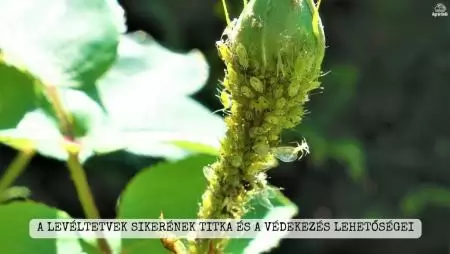 A levéltetvek sikerének titka és a védekezés lehetőségei