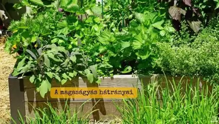 A magaságyás hátrányai