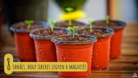 8 tanács, hogy sikeres legyen a magvetés