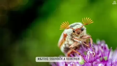 Májusi teendők a kertben