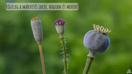 Közeleg a mákvetés ideje, hogyan és mikor?