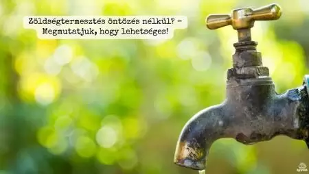 Zöldségtermesztés öntözés nélkül? – Megmutatjuk, hogy lehetséges!