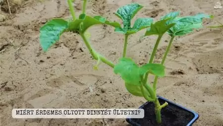 Miért érdemes oltott dinnyét ültetni?