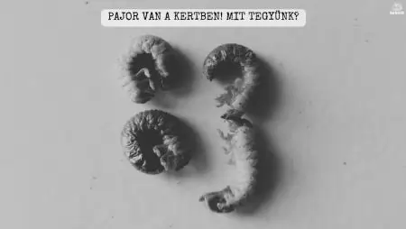 Pajor van a kertben! Mit tegyünk?