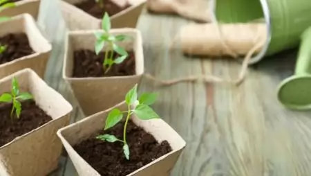Hogyan kezdjünk bele a palántanevelésbe?
