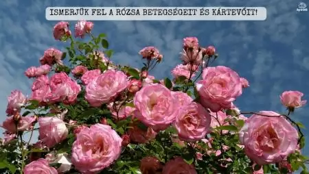 Ismerjük fel a rózsa betegségeit és kártevőit! (KÉPEKKEL)