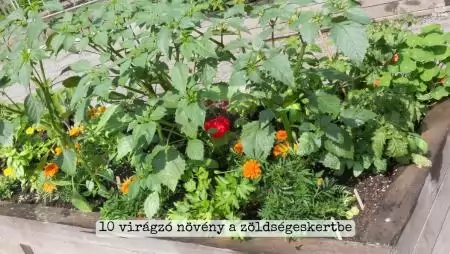 10 virágzó növény a zöldségeskertbe