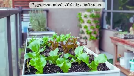 7 gyorsan növő zöldség a balkonra