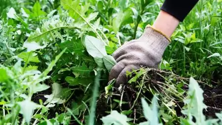 Így győzzük le a gyomokat a kertben - Tippek a gyommentes kerthez
