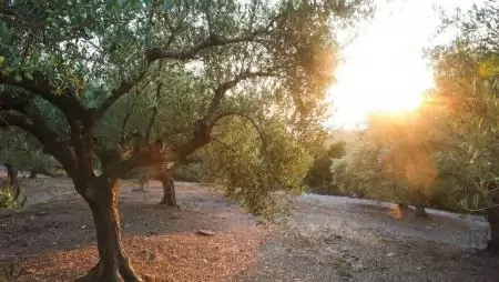 Olajfa a magyar kertben: Mediterrán álom, vagy garantált csalódás?