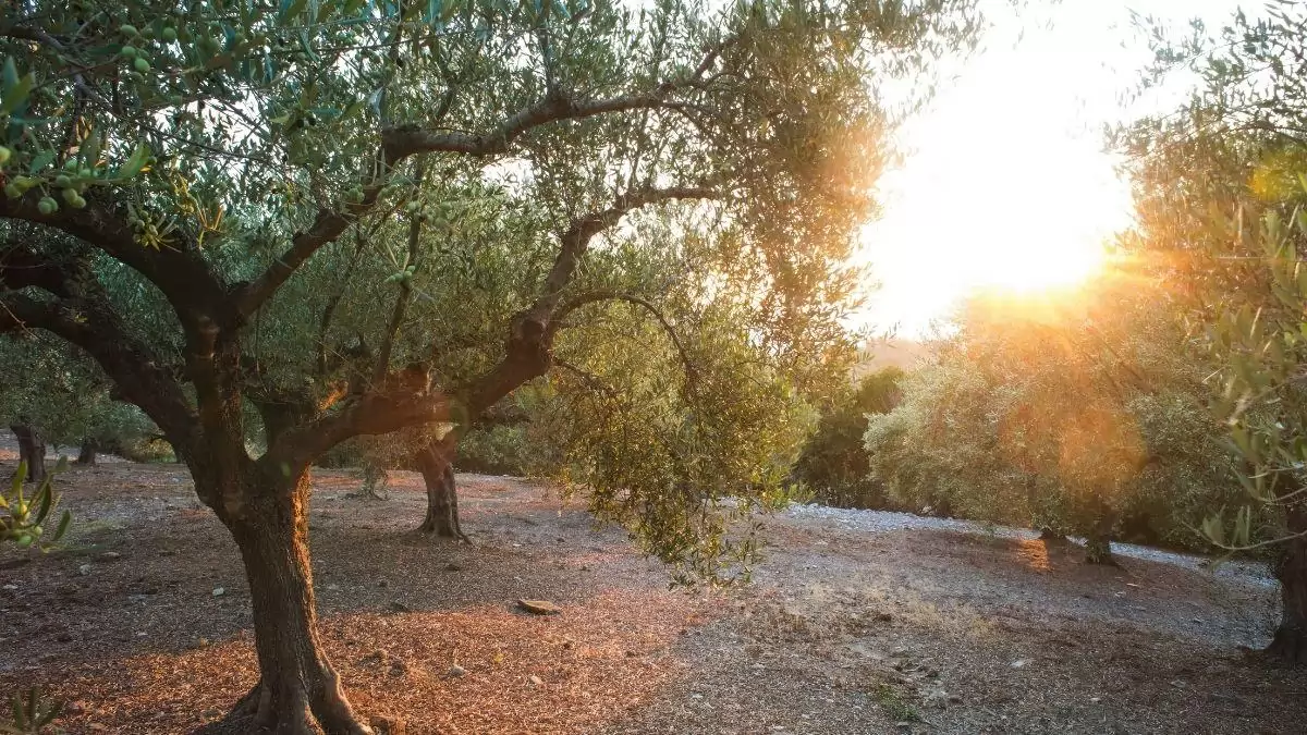 Olajfa a magyar kertben: Mediterrán álom, vagy garantált csalódás?