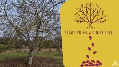 Miért barnulnak el idő előtt a diófa levelei? Lejárt volna a diófák ideje? 