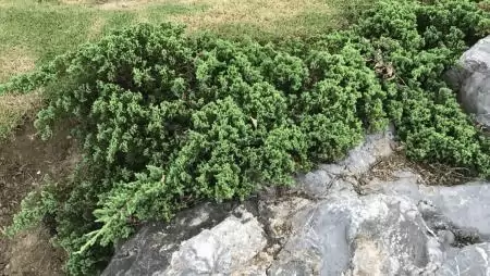 Könnyen gondozható örökzöld növényt keresel a kertedbe? Bemutatom a borókát!