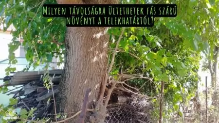 Milyen távolságra ültethetek fás szárú növényt a telekhatártól?