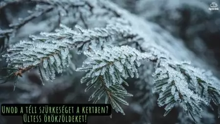 Unod a téli szürkeséget a kertben? Ültess örökzöldeket!