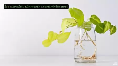 Így szaporítsd könnyedén a szobanövényeidet
