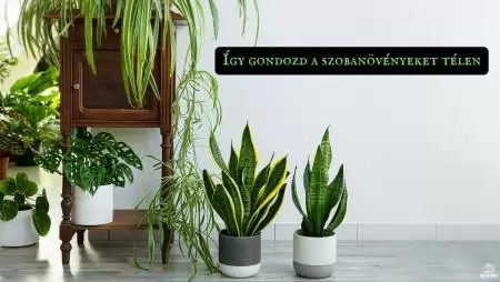 Így gondozd a szobanövényeket télen