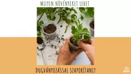 Milyen növényeket lehet dugványozással szaporítani?