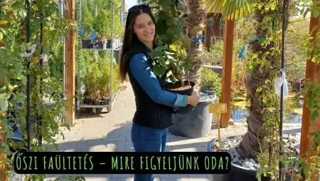 Őszi faültetés – Mire figyeljünk oda?