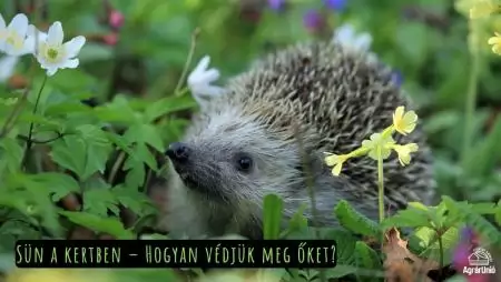 Sün a kertben – Hogyan védjük meg őket?