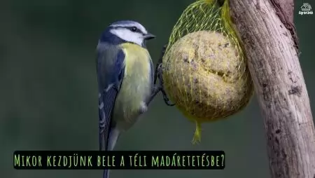 Mikor kezdjünk bele a téli madáretetésbe?