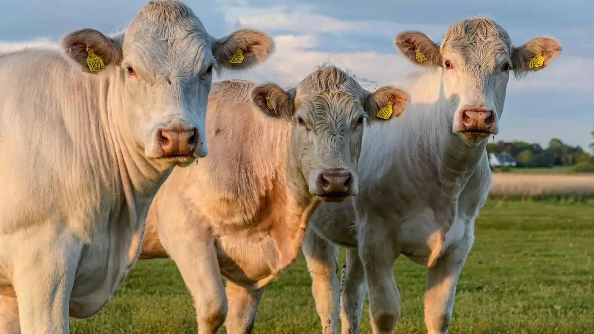 Tovább emelkedett a vágómarha termelői ára