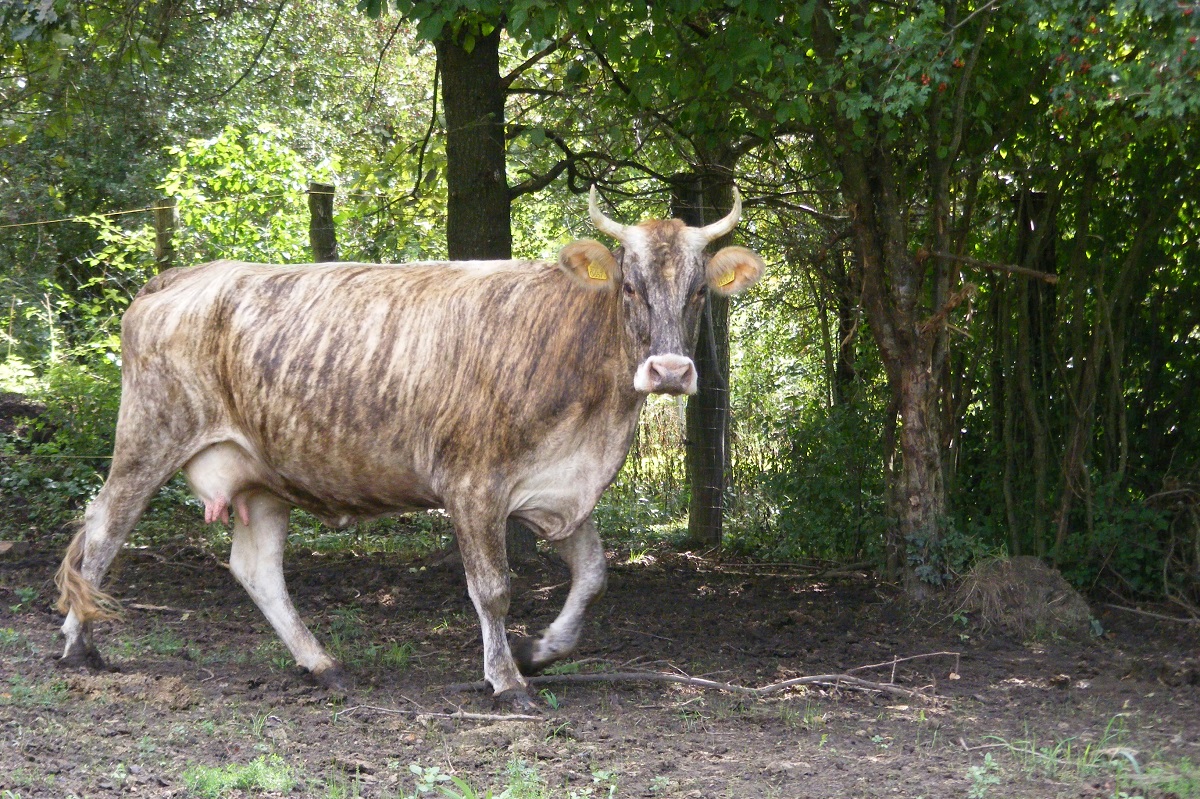 &Uacute;j &eacute;let a borzderessel