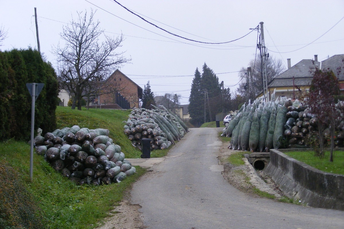 Ap&aacute;r&oacute;l fi&uacute;ra sz&aacute;ll a kar&aacute;csonyfa-termel&eacute;s hagyom&aacute;nya