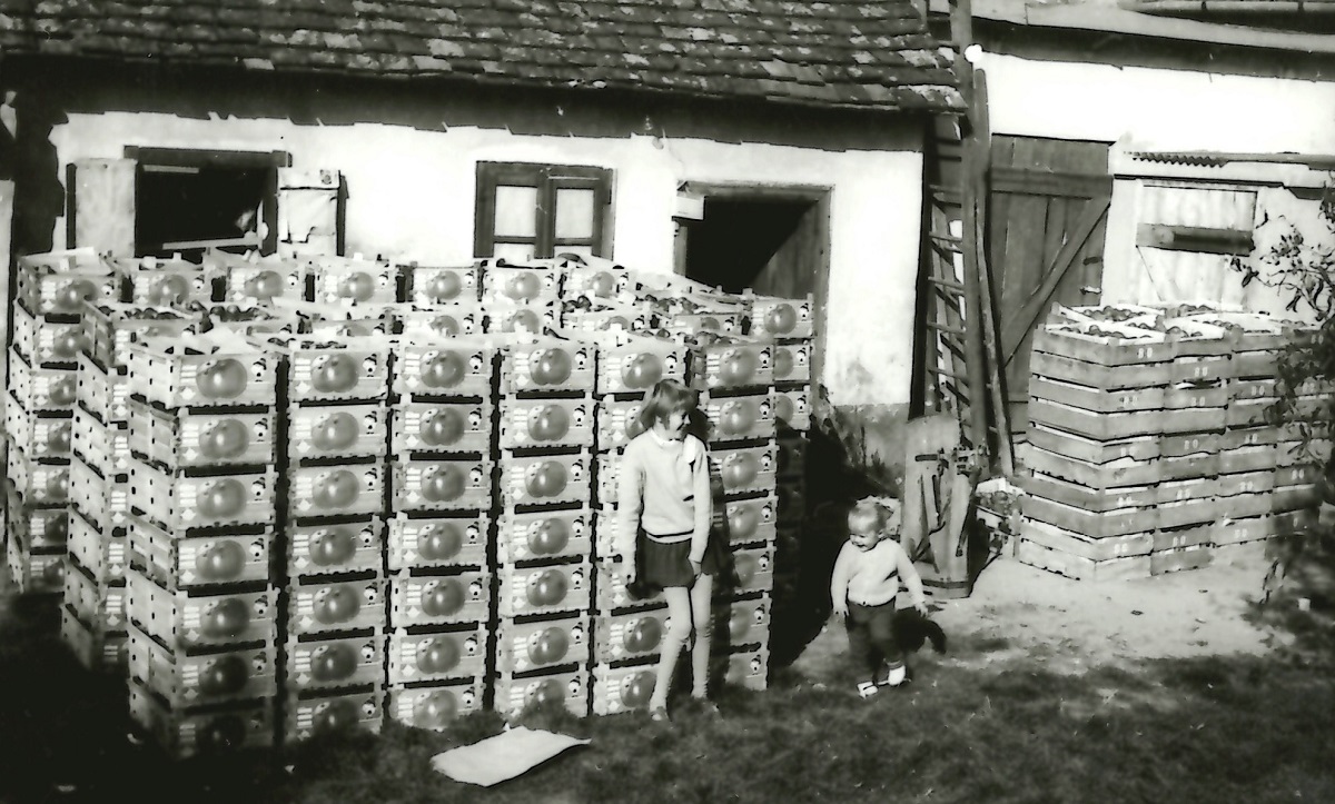 J&aacute;r a tisztelet az &ouml;reg alm&aacute;skertnek