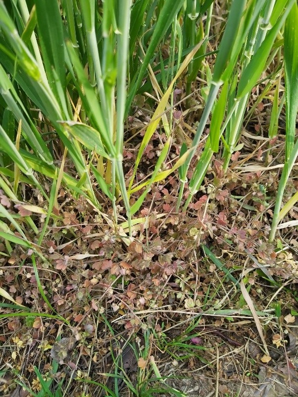 Megold&aacute;s veronik&aacute;k ellen kal&aacute;szosokban - Xanadu WG 