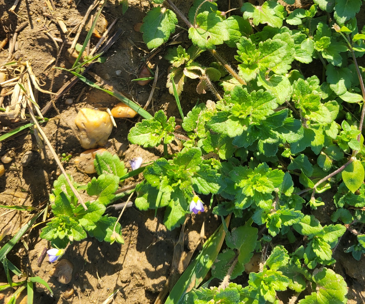 Megker&uuml;lhetetlen aj&aacute;nlat kal&aacute;szosok gyomirt&aacute;s&aacute;ra