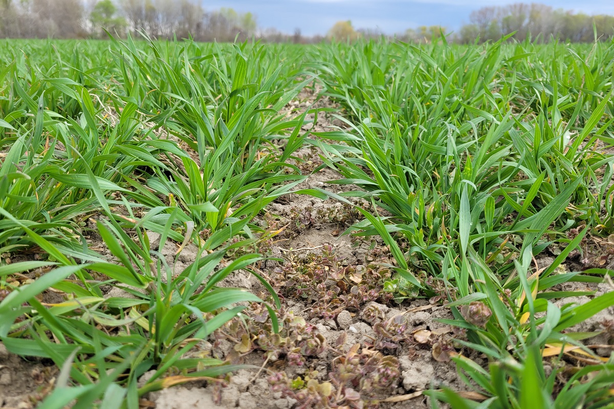 Megker&uuml;lhetetlen aj&aacute;nlat kal&aacute;szosok gyomirt&aacute;s&aacute;ra