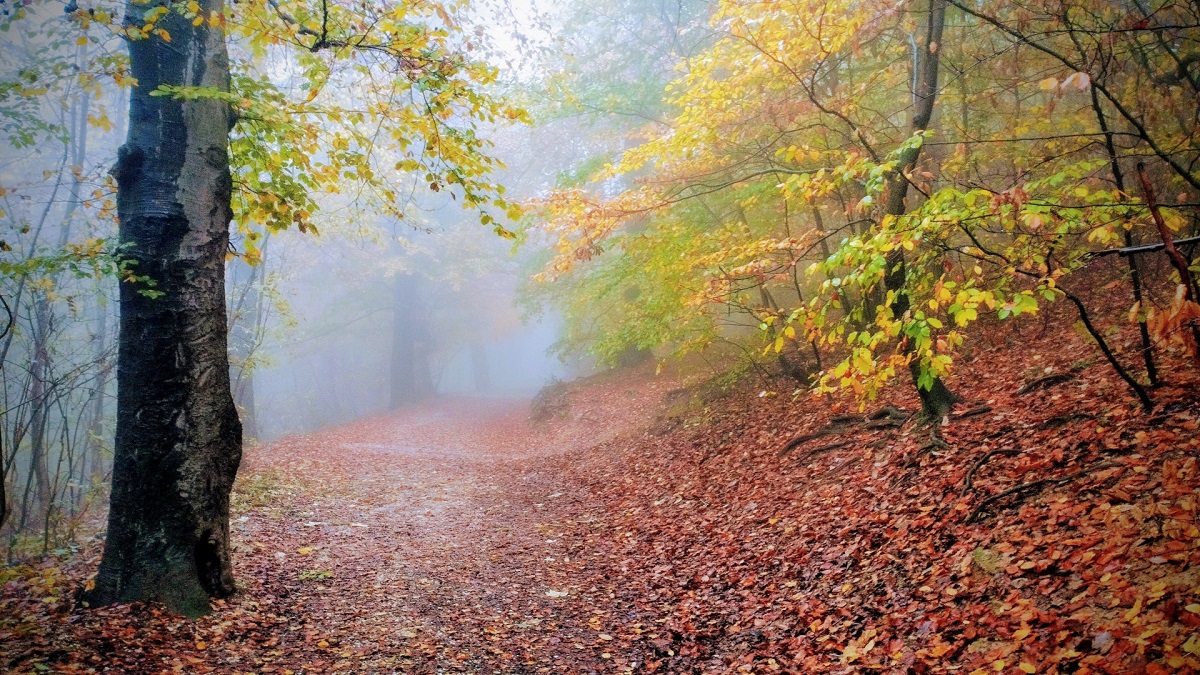 A Pilisi Parkerdő városierdő-fejlesztési programmal segíti Budapestet
