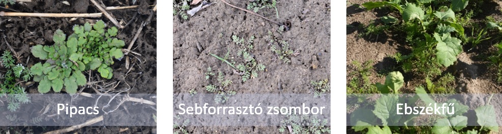 Tavaszi repce gyomirt&aacute;s a t&aacute;panyag &eacute;s a csapad&eacute;k megtart&aacute;s&aacute;&eacute;rt!