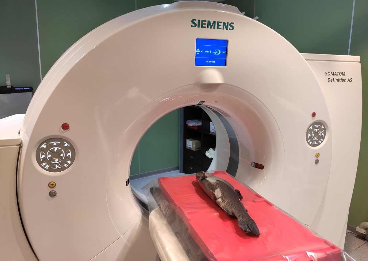 Pisztr&aacute;ngokn&aacute;l is sz&uuml;ks&eacute;ges a daganatok szűr&eacute;se