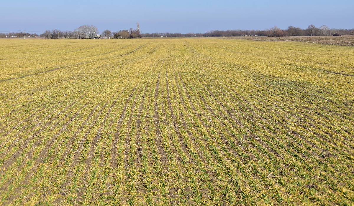 Visszatekint&eacute;s &ndash; A kal&aacute;szos gabon&aacute;k termeszt&eacute;s&eacute;nek kih&iacute;v&aacute;sai 2022-ben