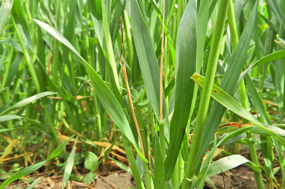 Visszatekint&eacute;s &ndash; A kal&aacute;szos gabon&aacute;k termeszt&eacute;s&eacute;nek kih&iacute;v&aacute;sai 2022-ben