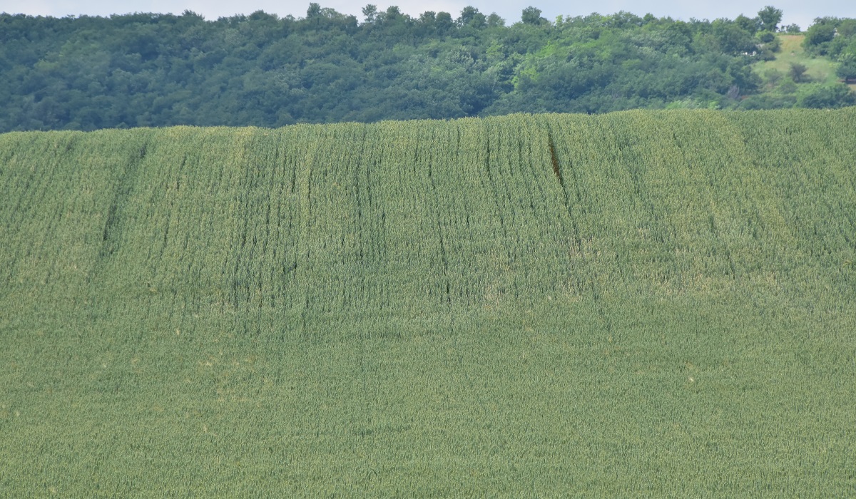 Visszatekint&eacute;s &ndash; A kal&aacute;szos gabon&aacute;k termeszt&eacute;s&eacute;nek kih&iacute;v&aacute;sai 2022-ben