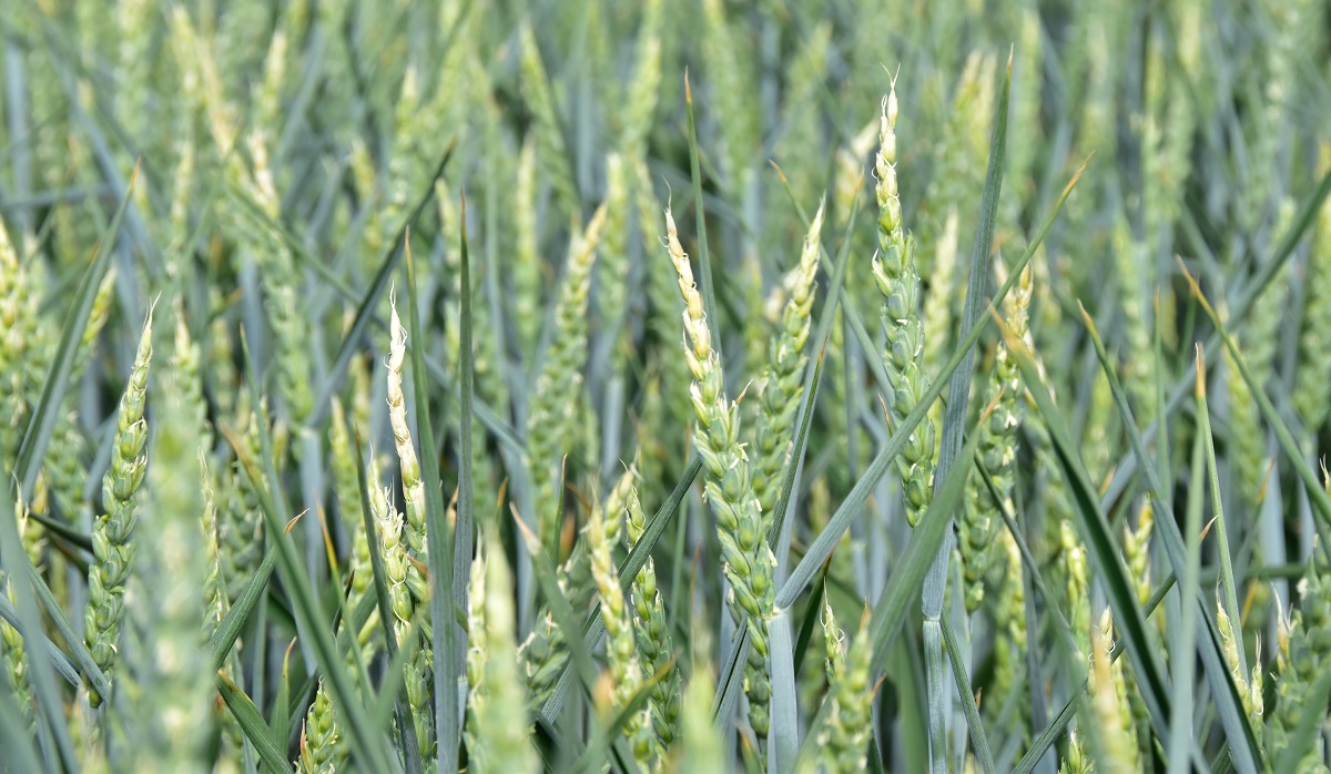 Visszatekint&eacute;s &ndash; A kal&aacute;szos gabon&aacute;k termeszt&eacute;s&eacute;nek kih&iacute;v&aacute;sai 2022-ben