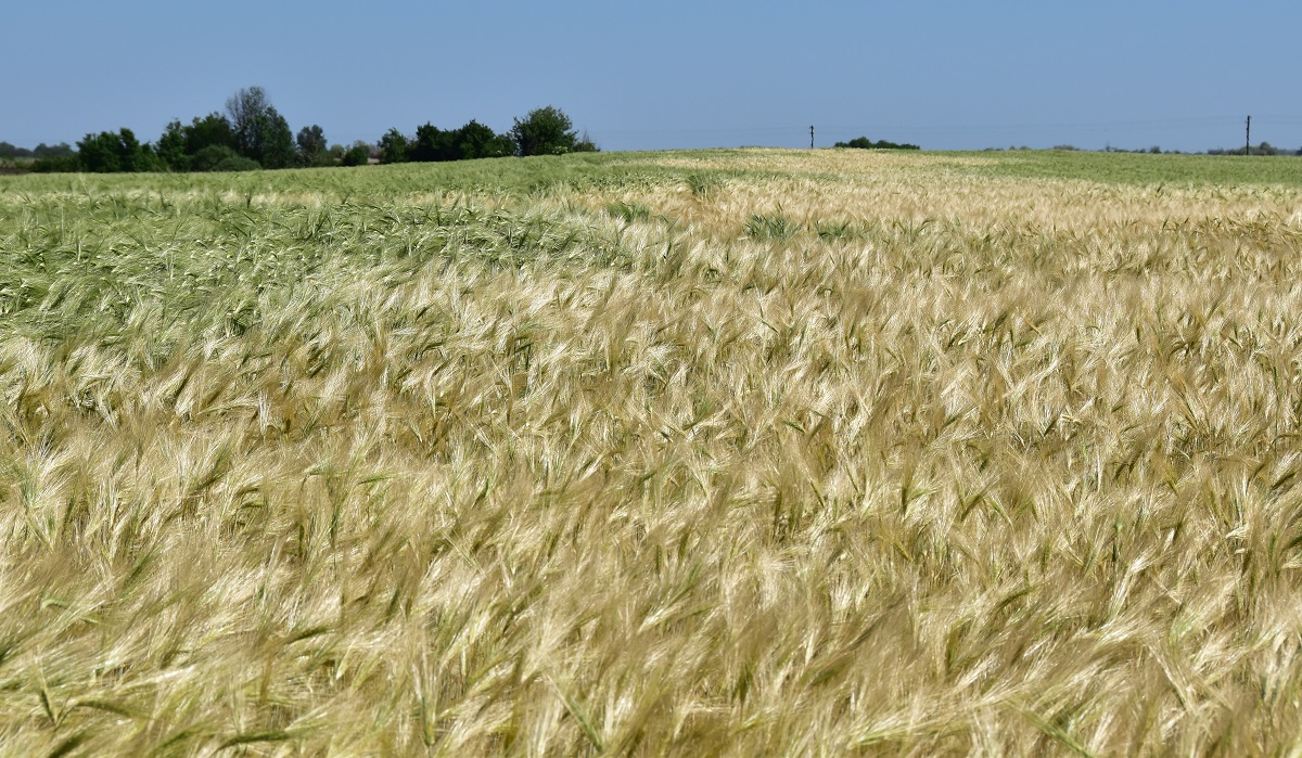 Visszatekint&eacute;s &ndash; A kal&aacute;szos gabon&aacute;k termeszt&eacute;s&eacute;nek kih&iacute;v&aacute;sai 2022-ben