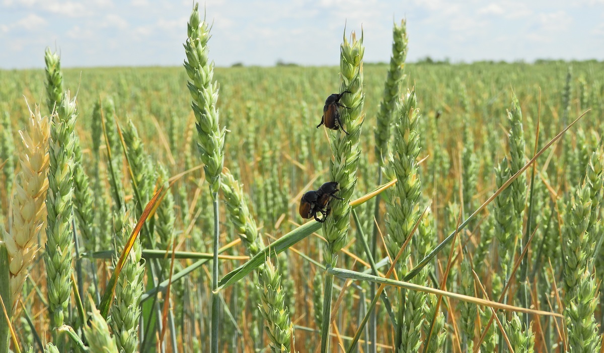 Visszatekint&eacute;s &ndash; A kal&aacute;szos gabon&aacute;k termeszt&eacute;s&eacute;nek kih&iacute;v&aacute;sai 2022-ben