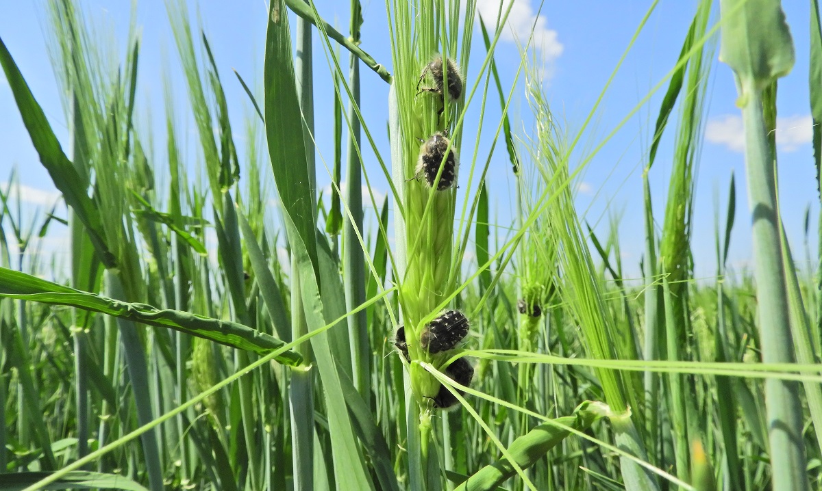 Visszatekint&eacute;s &ndash; A kal&aacute;szos gabon&aacute;k termeszt&eacute;s&eacute;nek kih&iacute;v&aacute;sai 2022-ben