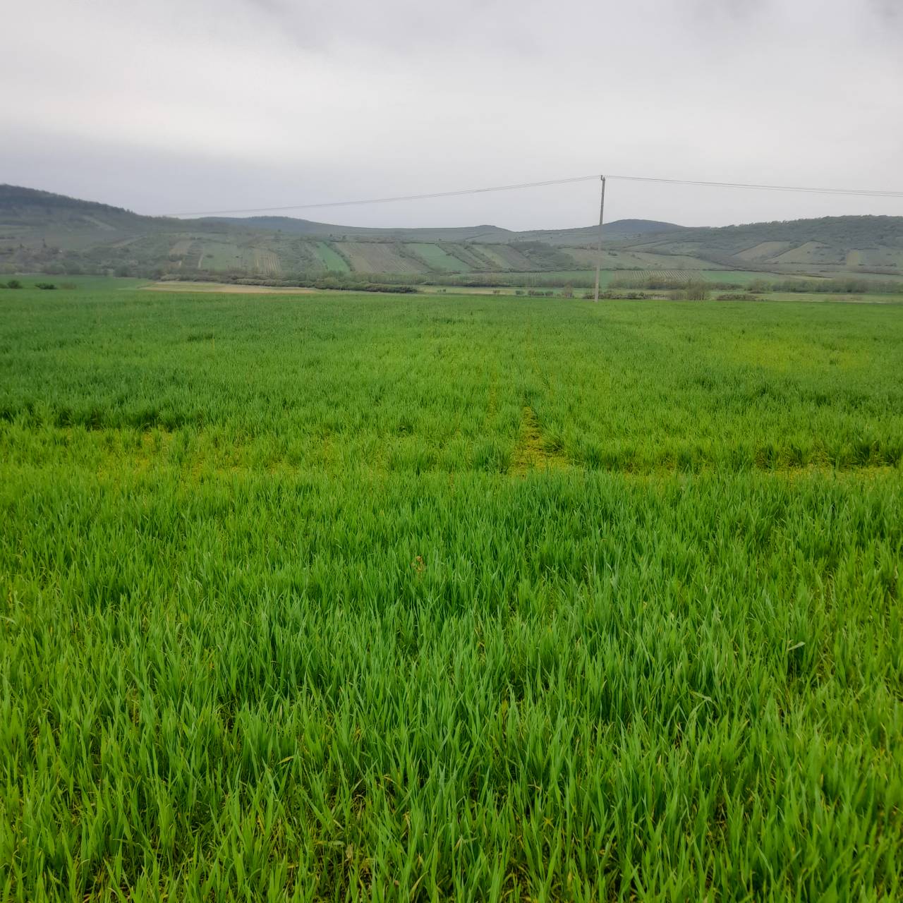 Költség vagy önköltség? Ne most engedjük el a kalászosok „kezét”